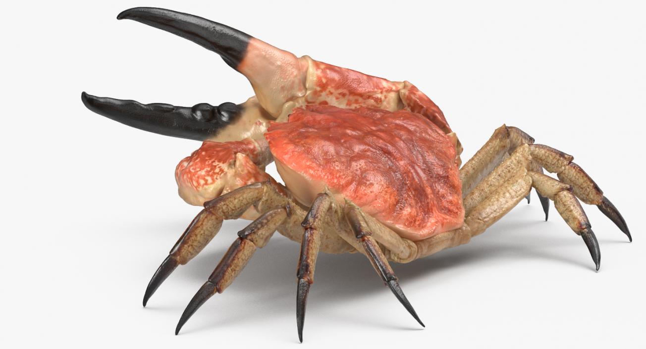 3D model Queen Crab