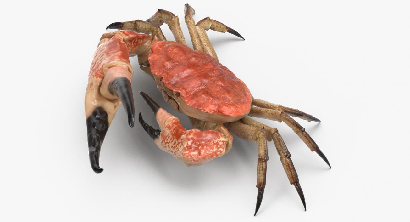 3D model Queen Crab