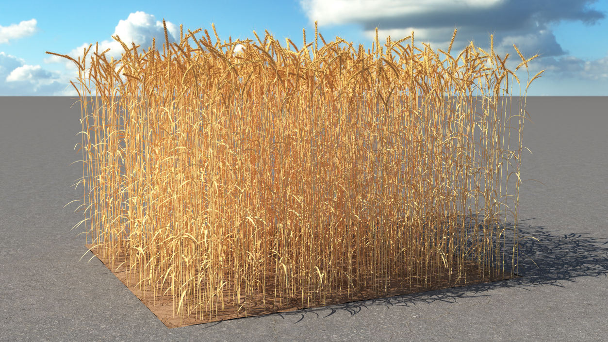 Section of Wheat Field 3D