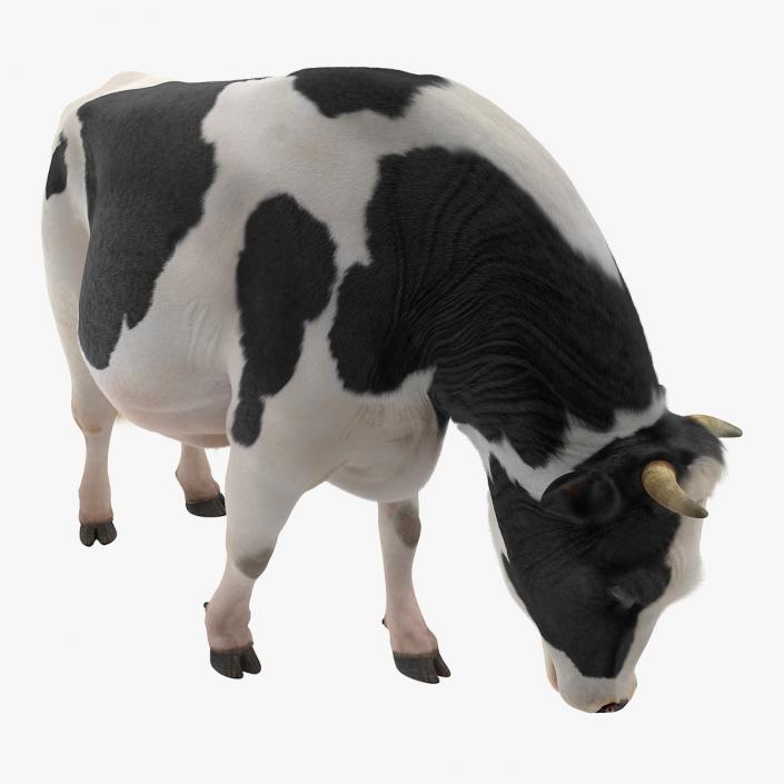 3D model Dairy Cow Eating Pose with Fur