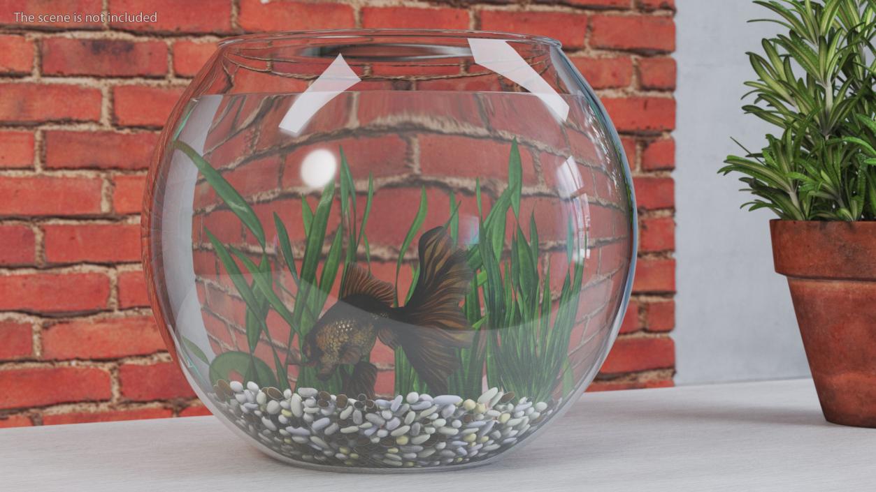 Round Aquarium with Black Moor Goldfish 3D model