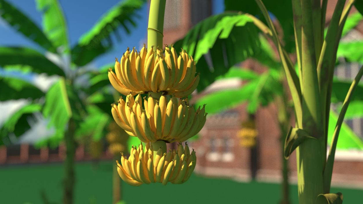 3D Banana Tree with Ripe Yellow Banana Cluster model