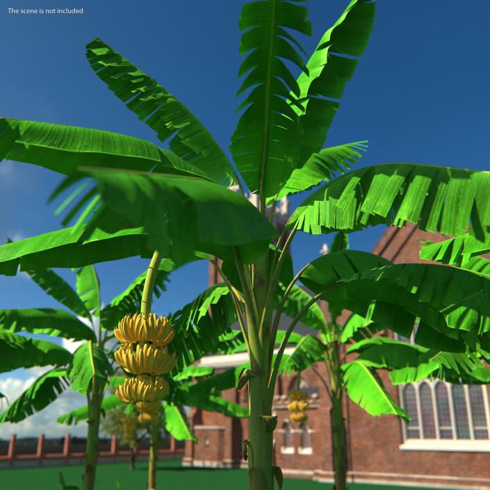 3D Banana Tree with Ripe Yellow Banana Cluster model