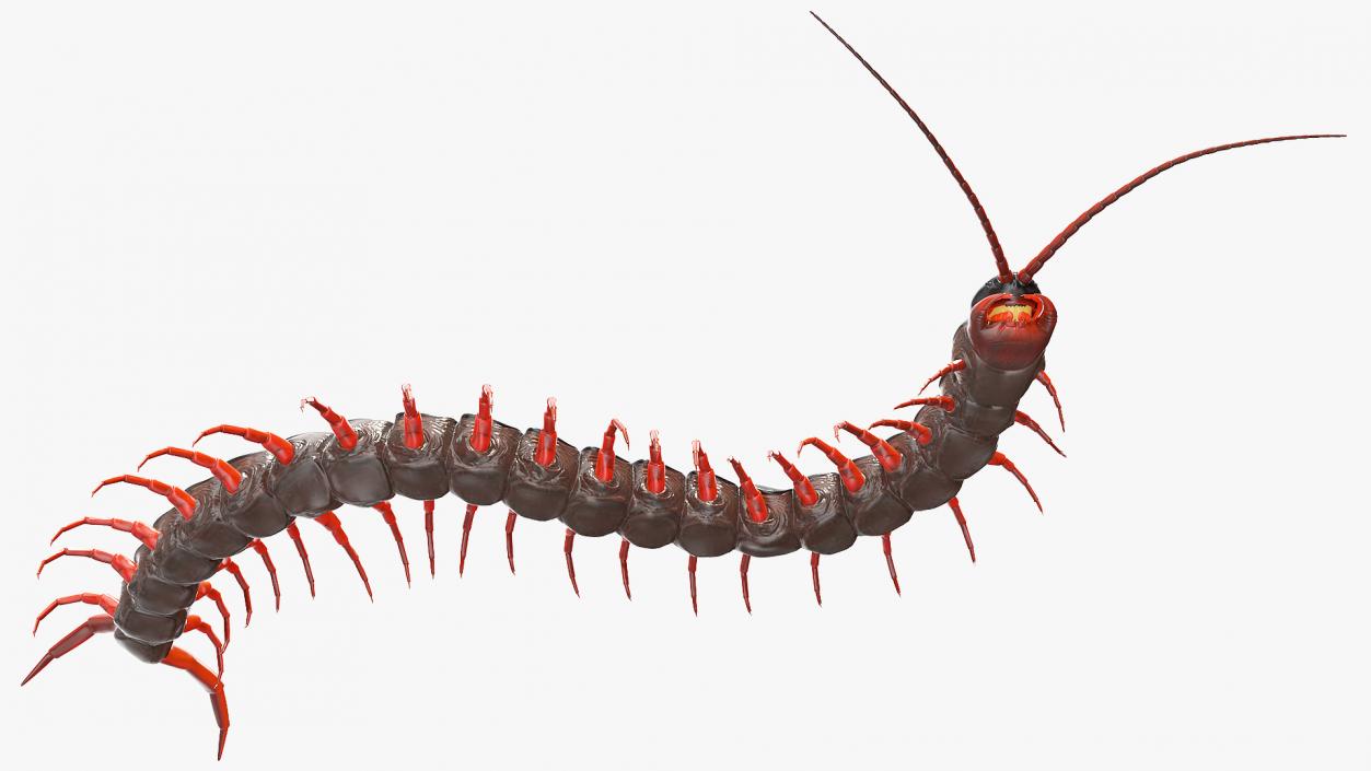 Scolopendra Subspinipes Crawling 3D