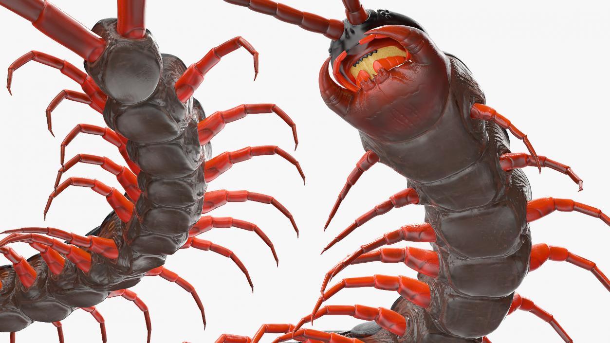Scolopendra Subspinipes Crawling 3D