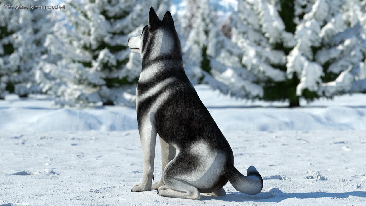 3D Sitting Husky Dog Black and White model