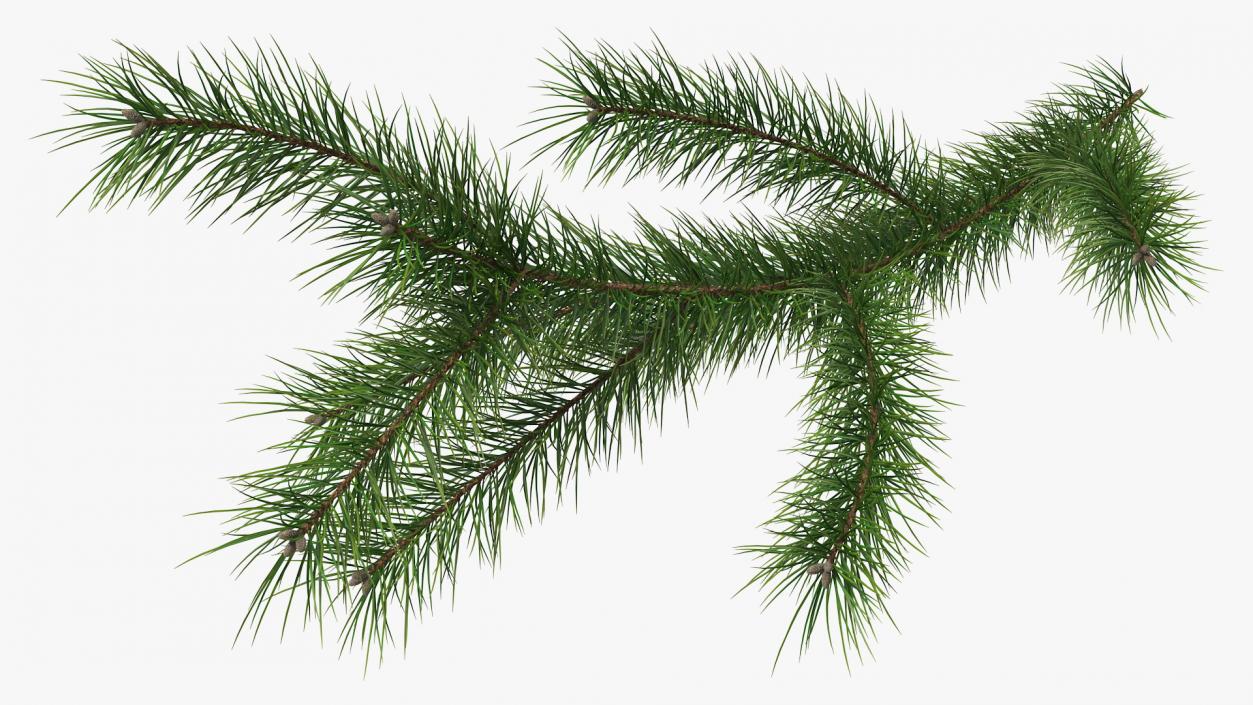Green Pine Branch 3D