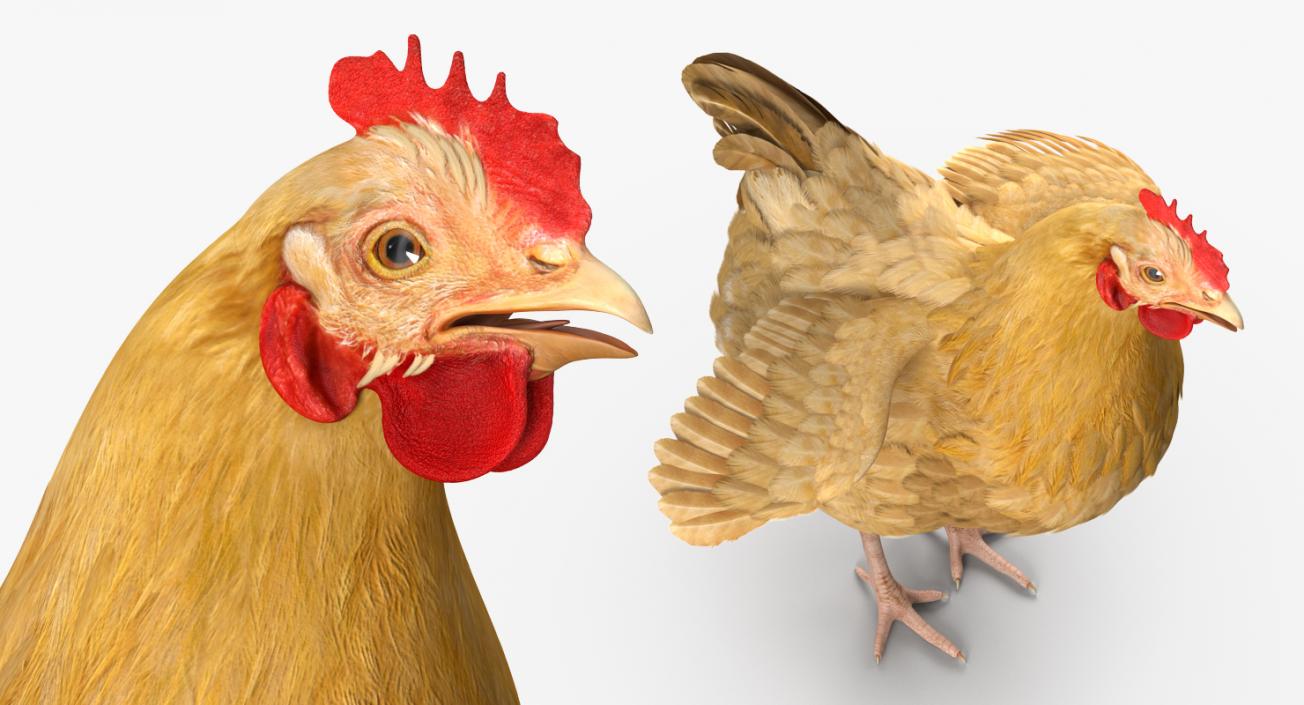 Chicken 3D model