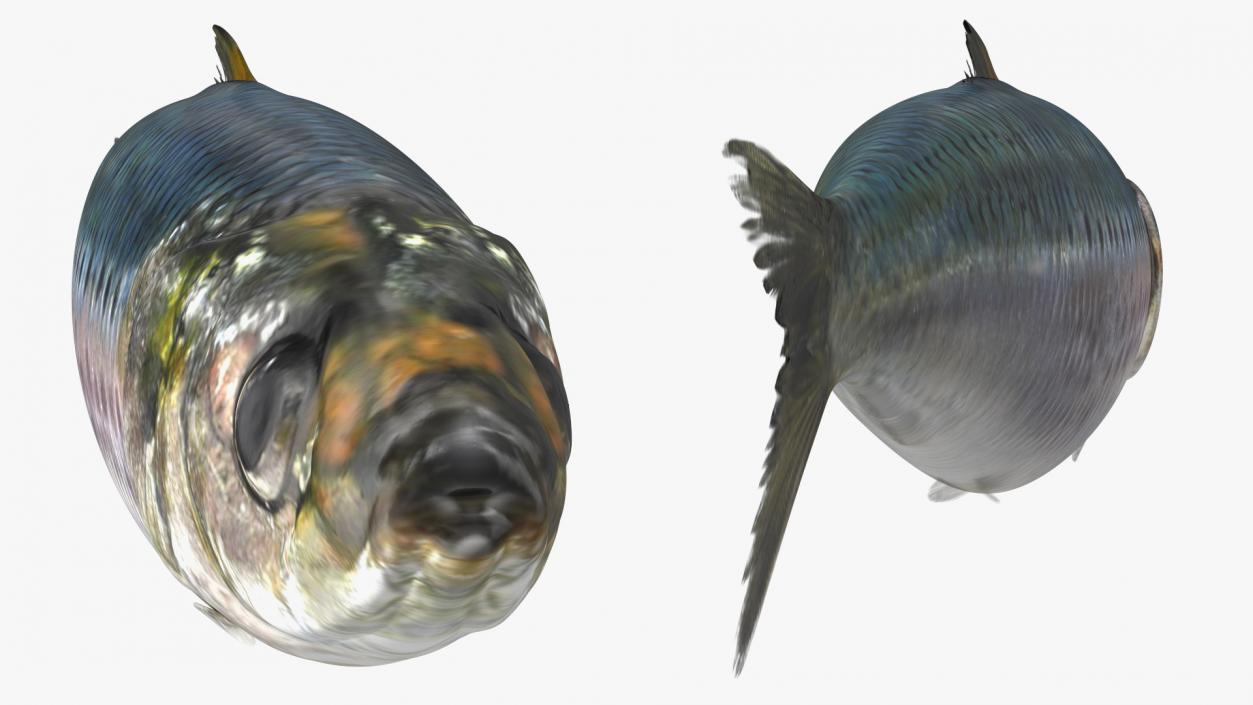 Canned Sardine Fish 3D model