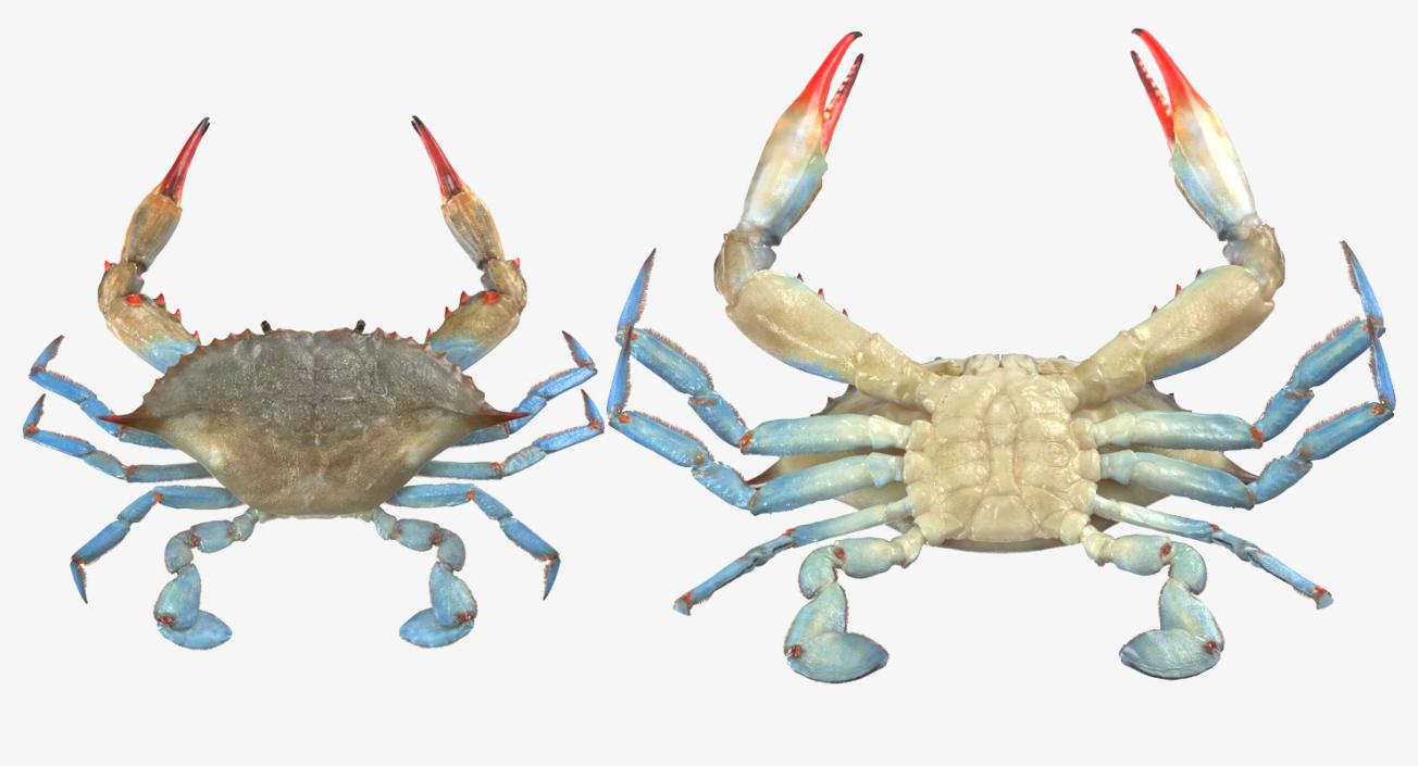 3D Atlantic Blue Crab model