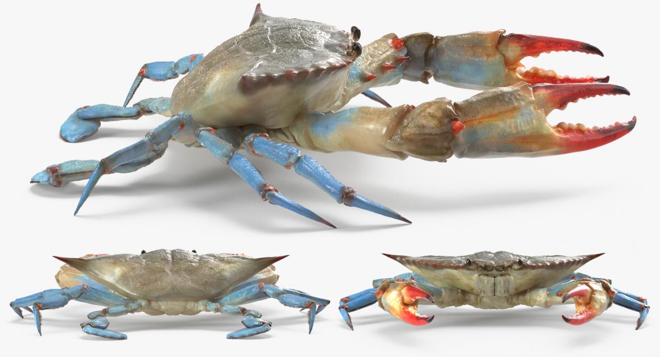 3D Atlantic Blue Crab model