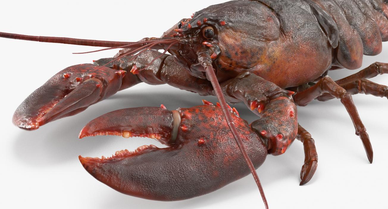 Lobster Pose 4 3D model