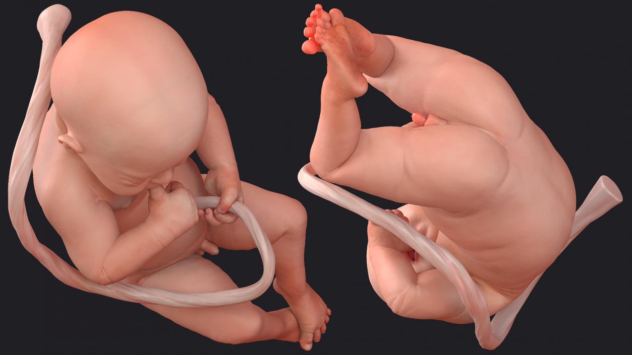 3D model Baby Boy at 32 Weeks