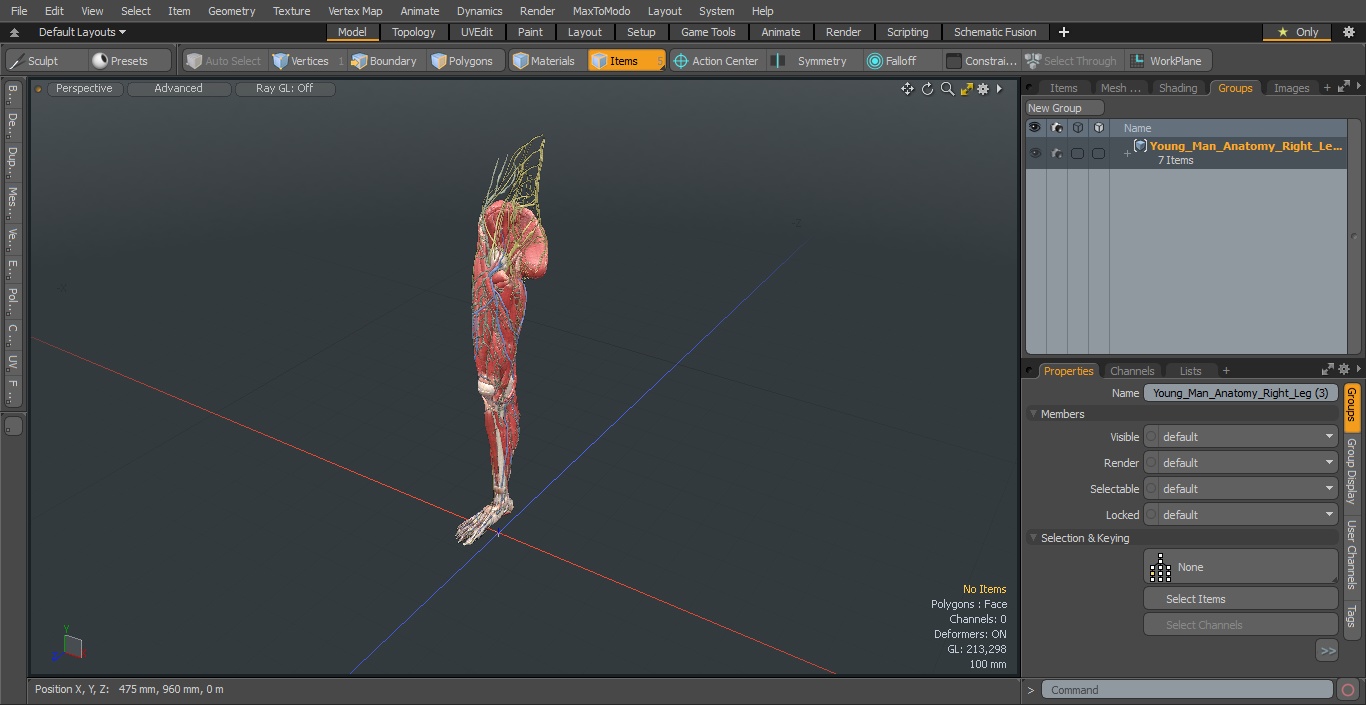 Young Man Anatomy Right Leg 3D