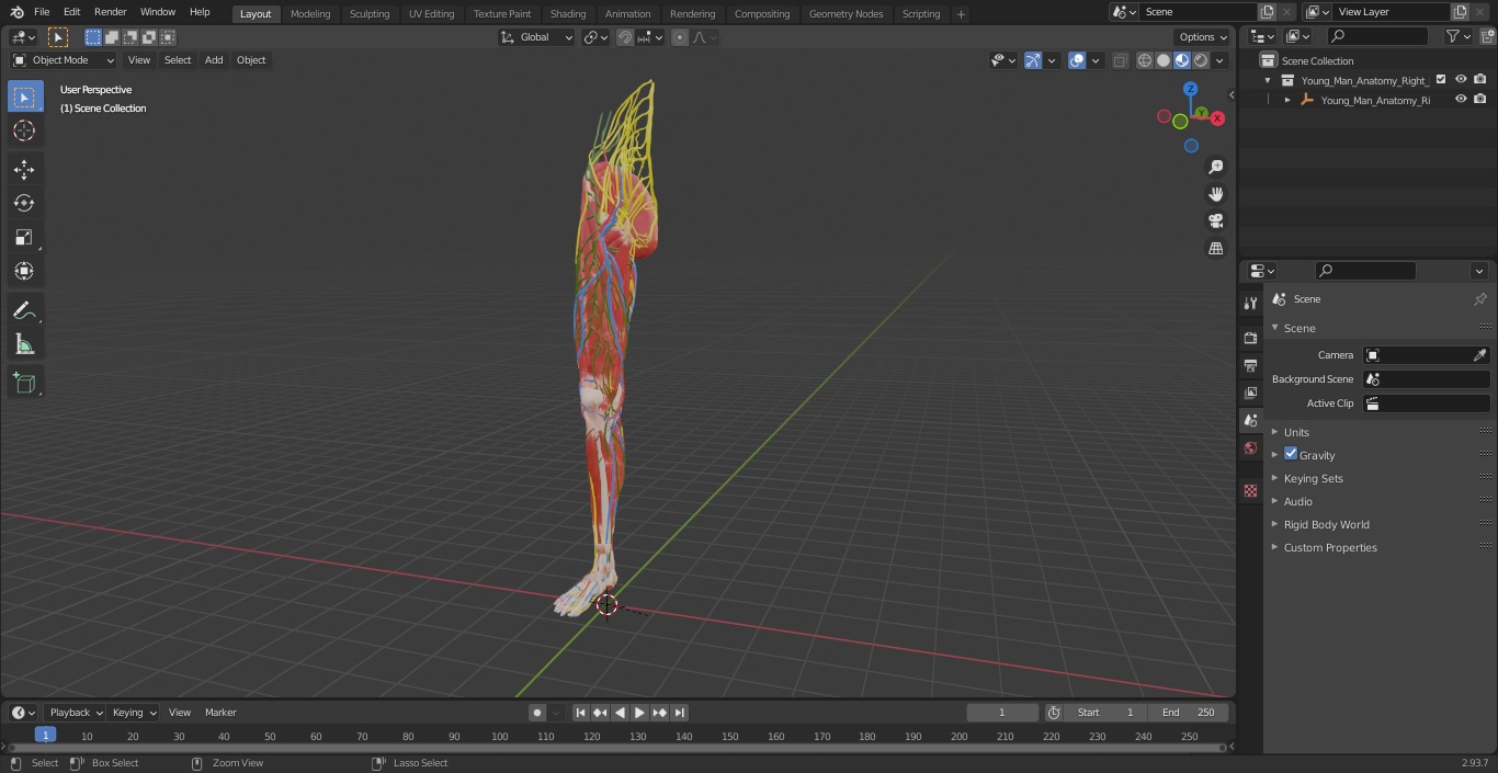 Young Man Anatomy Right Leg 3D