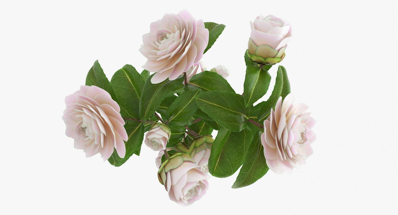 3D model White Camellia Bouquet in Vase