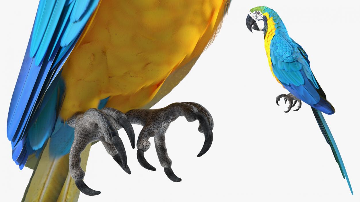 3D Blue and Yellow Macaw Parrot Sitting Pose