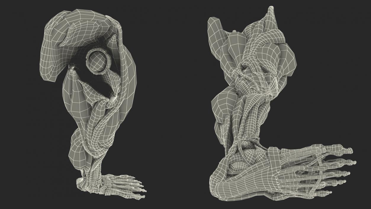 3D Male Leg Muscles and Bones