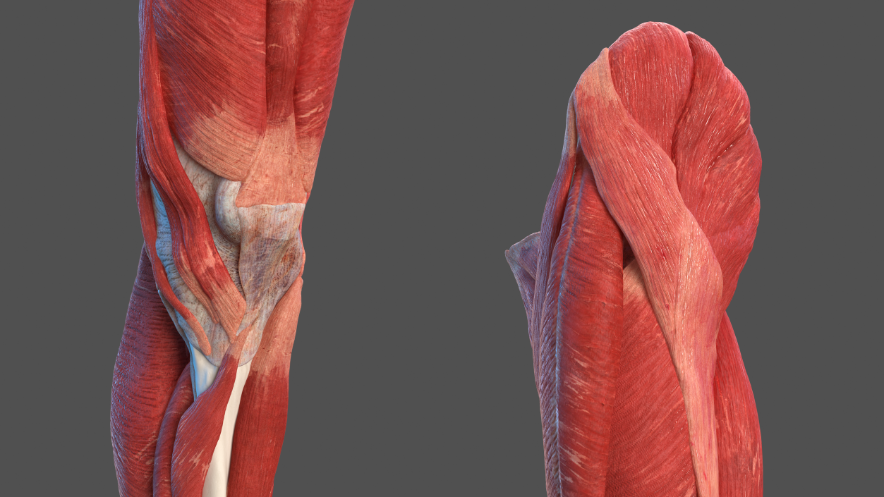 3D rendering of the male leg muscles - On Target Publications