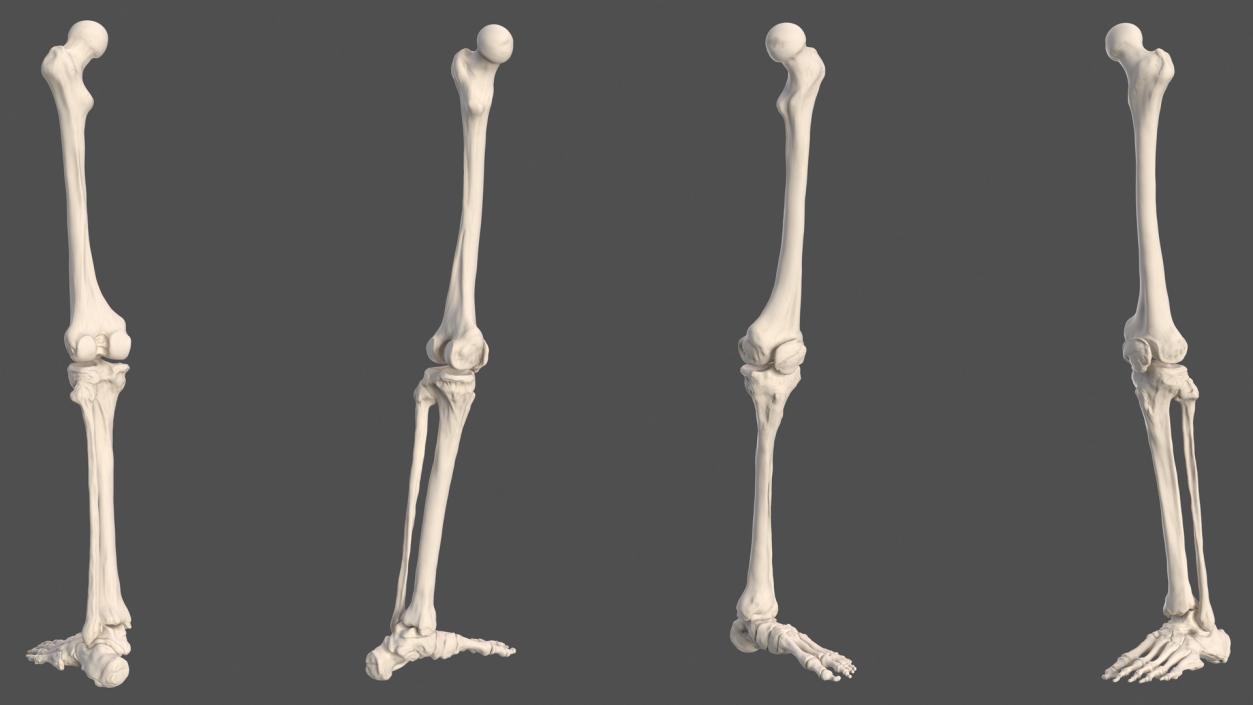 3D Male Leg Muscles and Bones