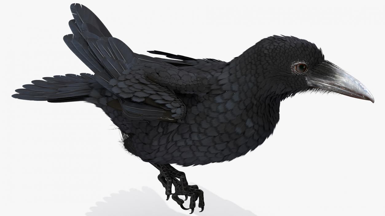 Raven Jumping Animated Rigged 3D model