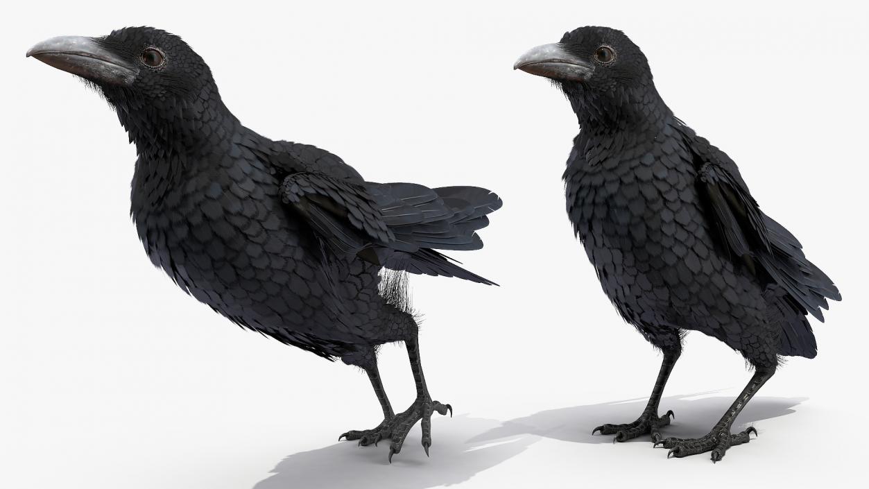 Raven Jumping Animated Rigged 3D model