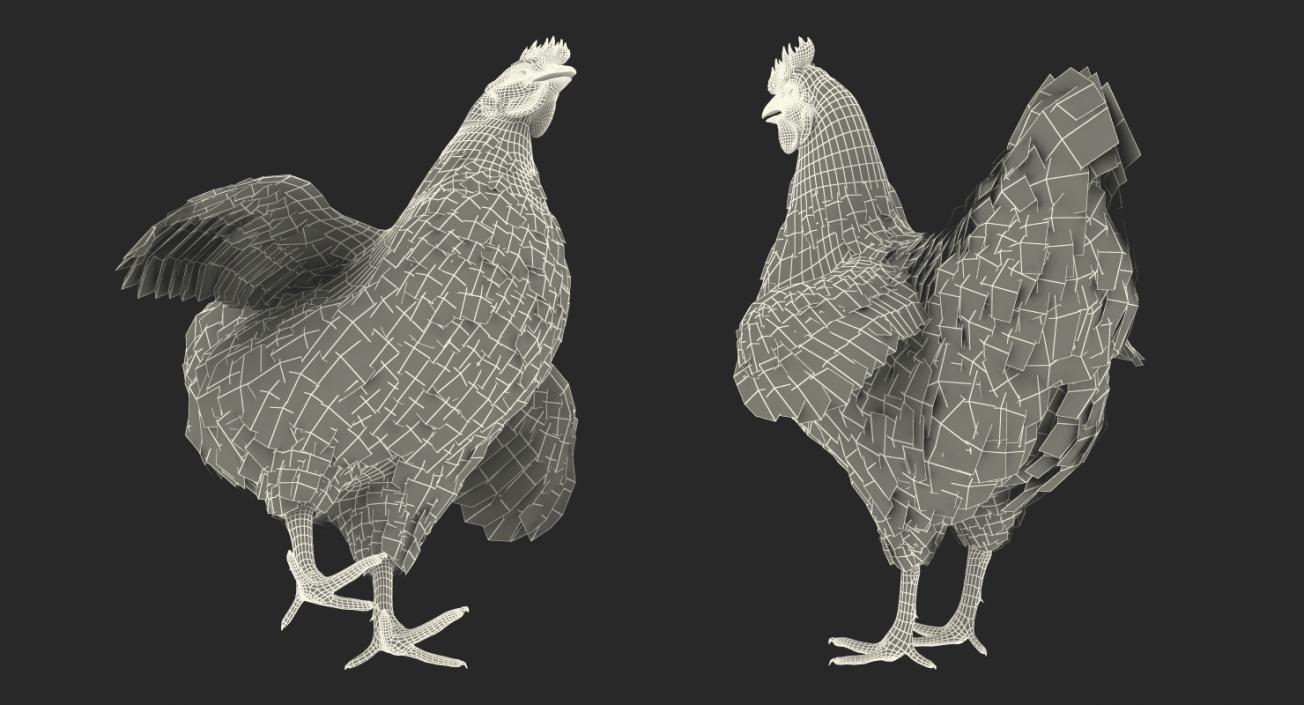 3D Brown Chicken model