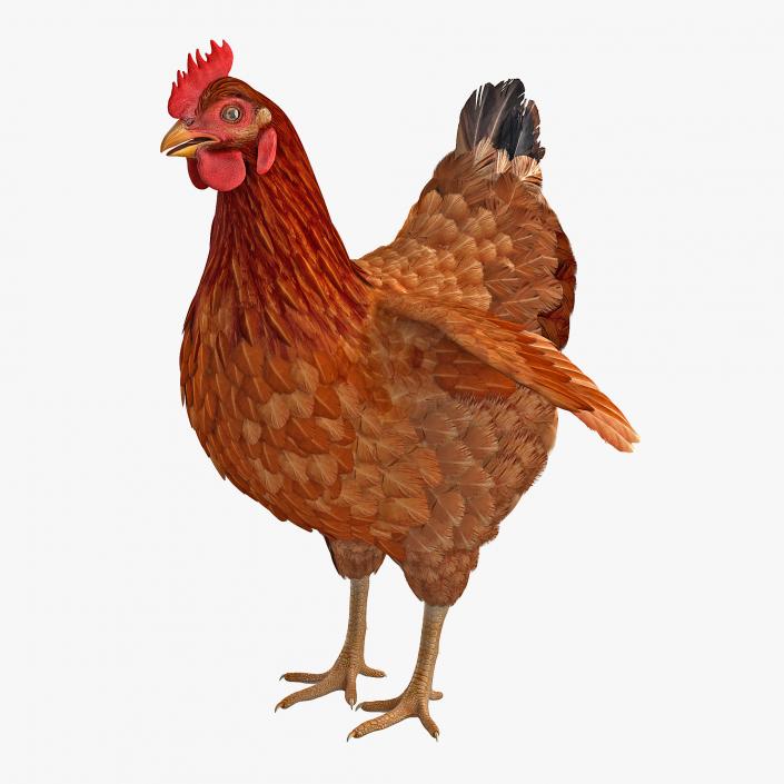 3D Brown Chicken model