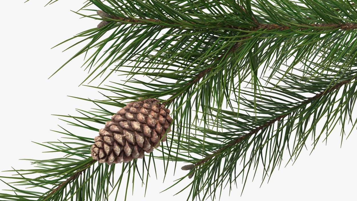 Pine Branch with Cones 3D