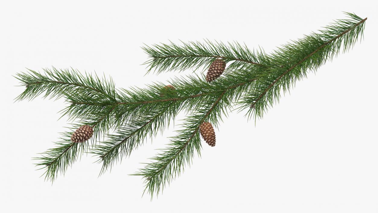 Pine Branch with Cones 3D