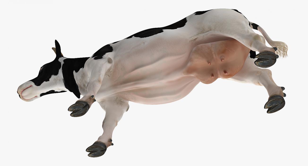 Dairy Cow 3D model