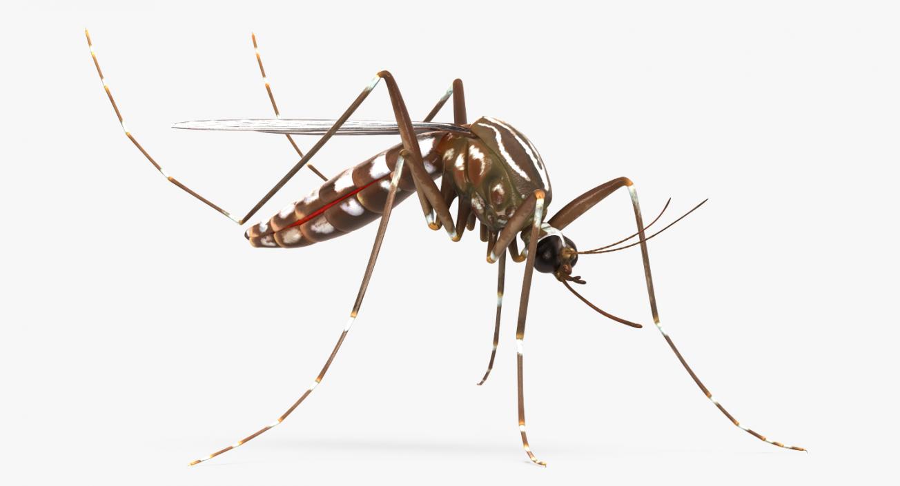 3D model Mosquito Pose 3