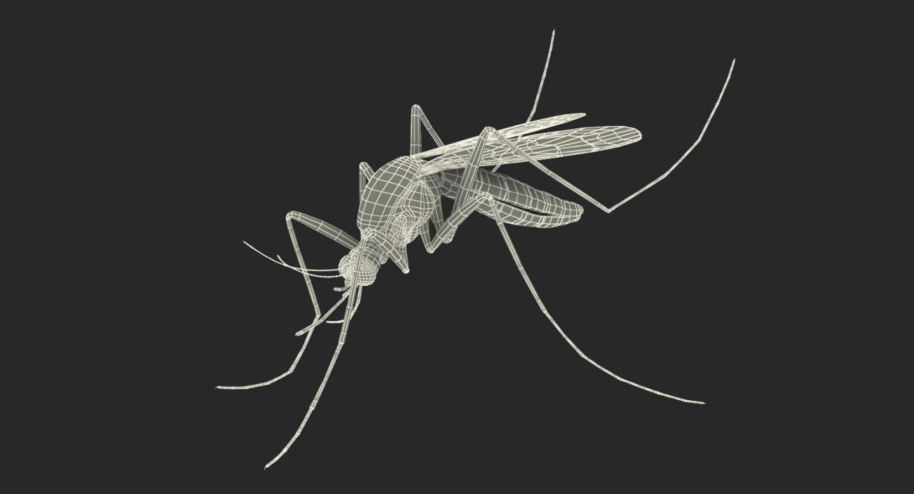 3D model Mosquito Pose 3