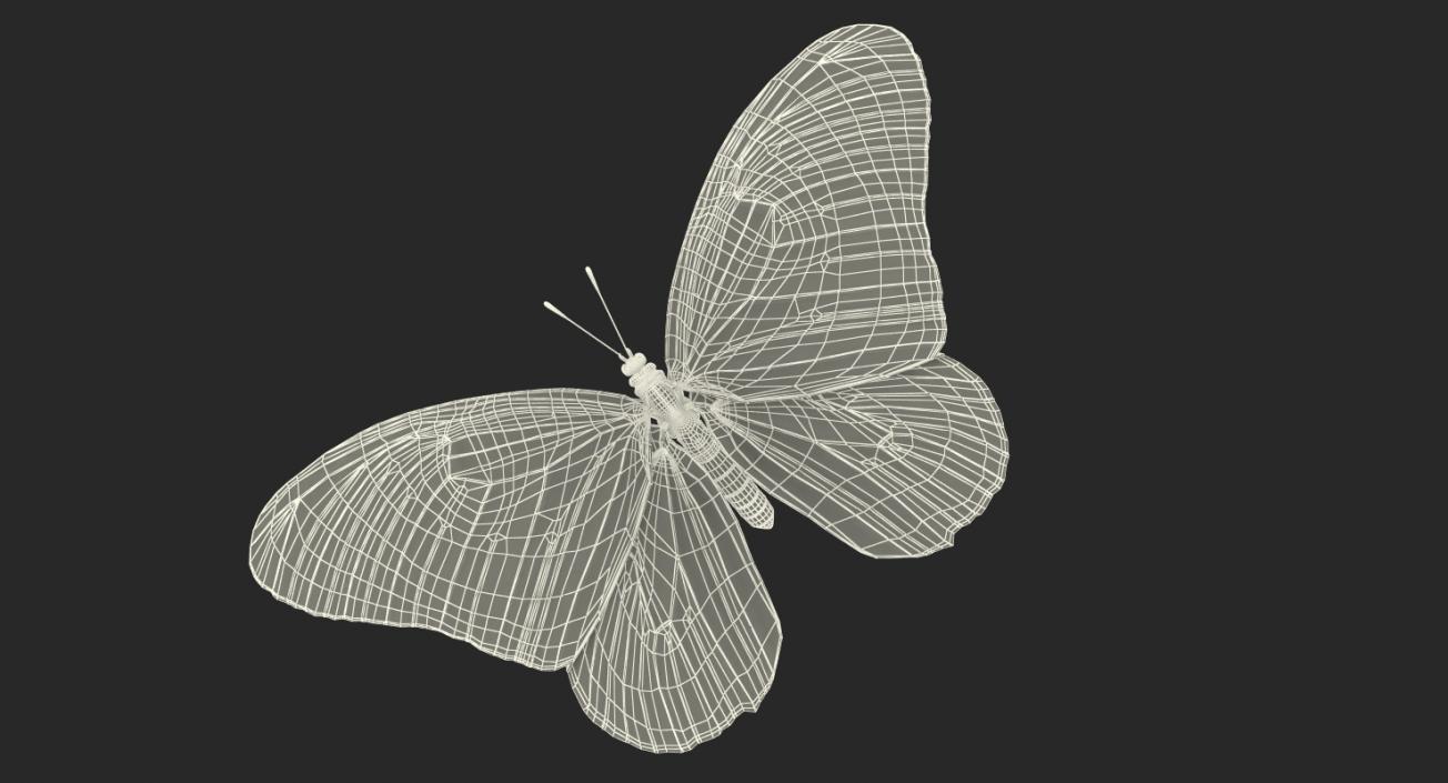 3D Monarch Butterfly with Fur Rigged model