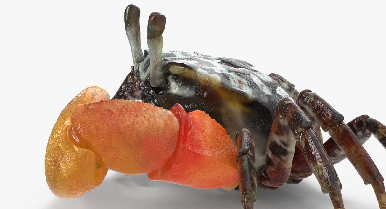 3D model Calling Crab Sitting Pose