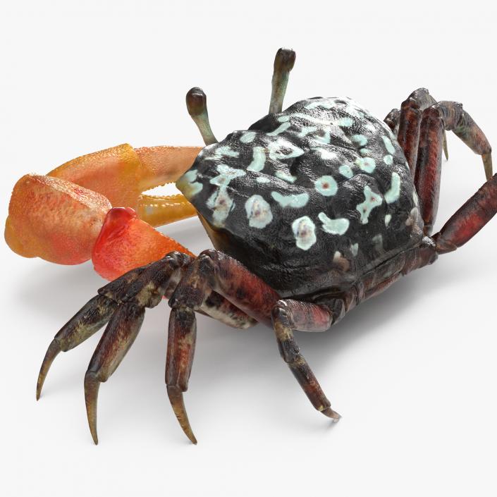 3D model Calling Crab Sitting Pose