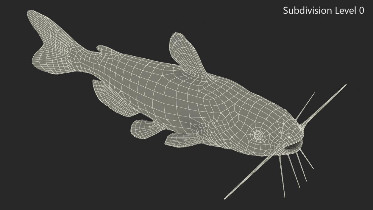 3D model Channel Catfish Ictalurus Punctatus