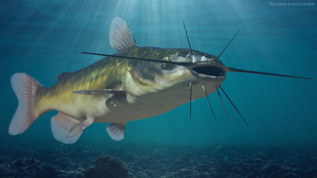 3D model Channel Catfish Ictalurus Punctatus