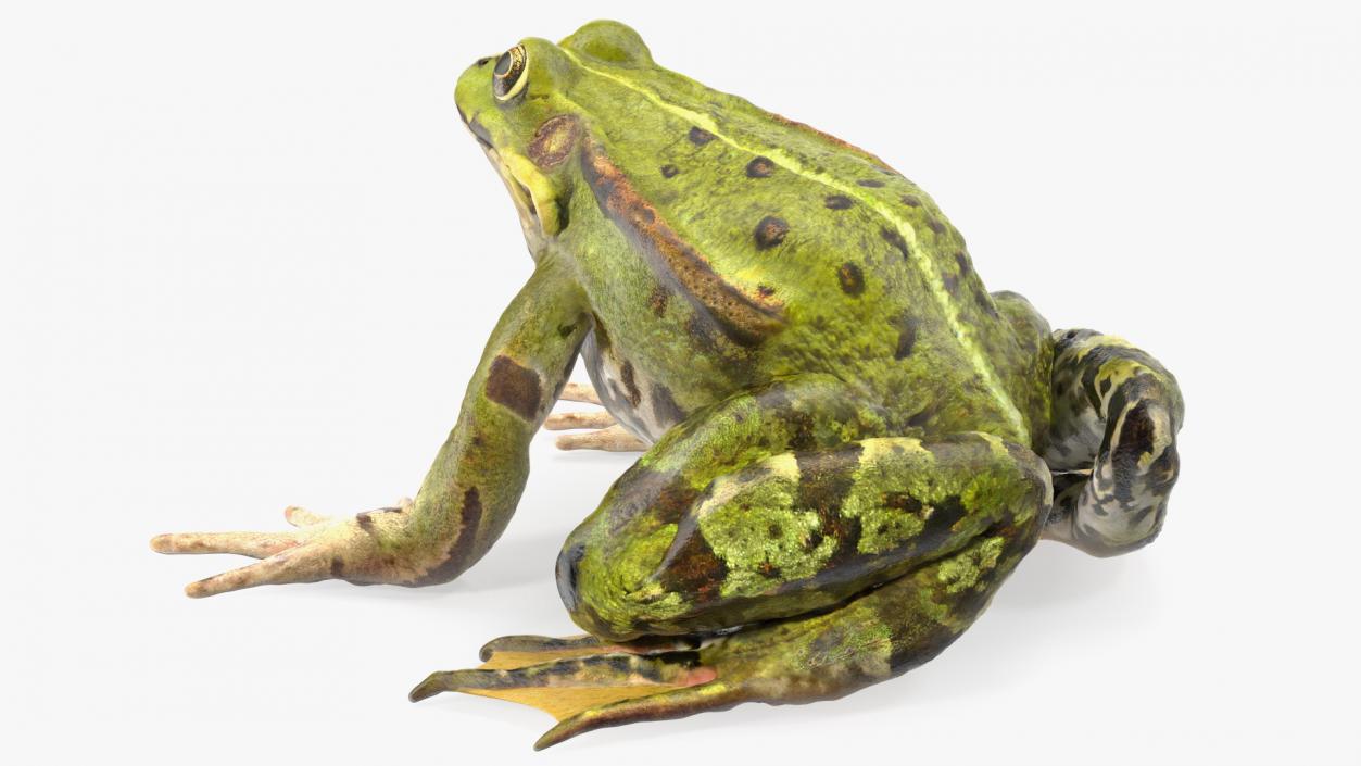 Frog Sitting Pose 3D