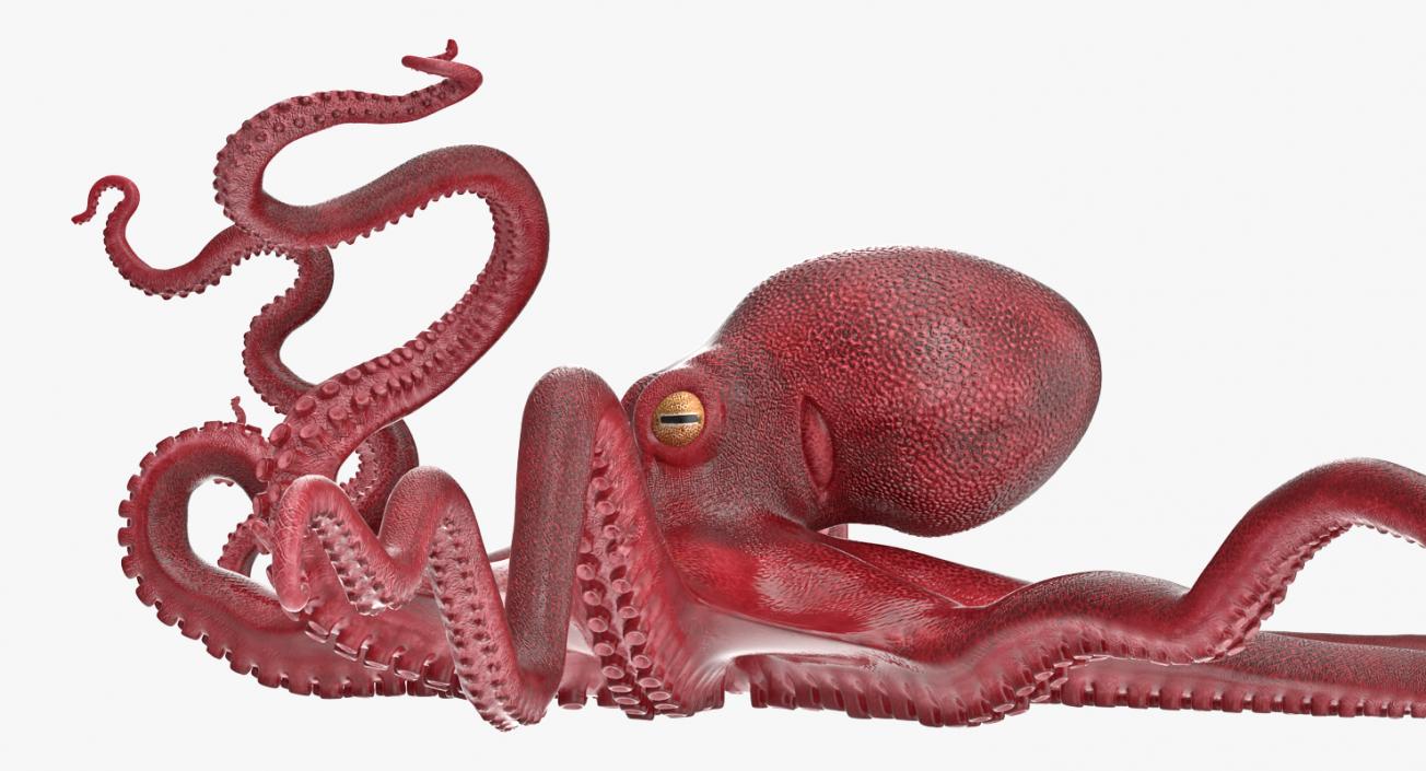 Large Octopus Vulgaris 3D