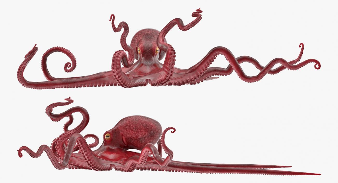 Large Octopus Vulgaris 3D