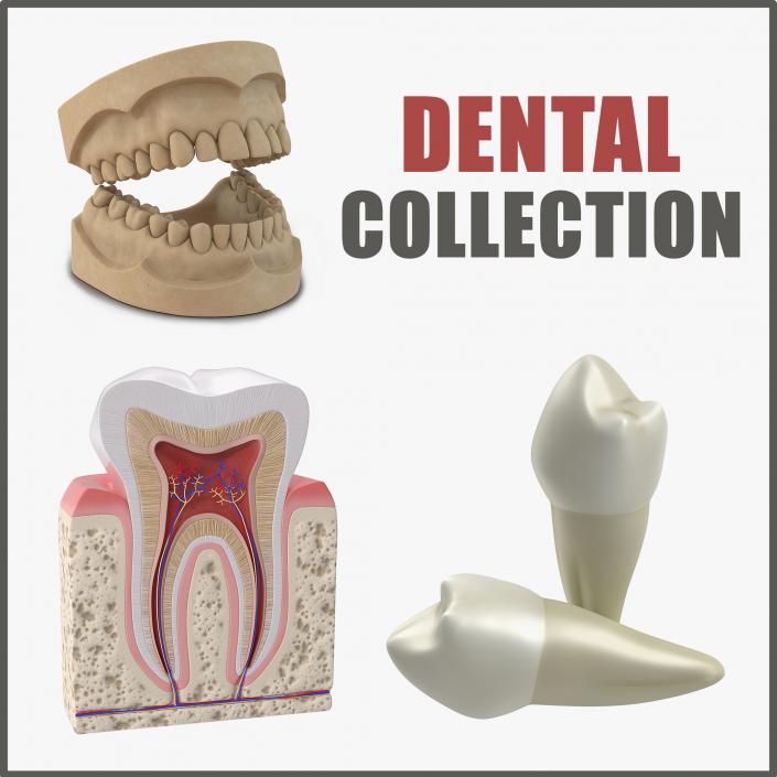 Dental Collection 3D