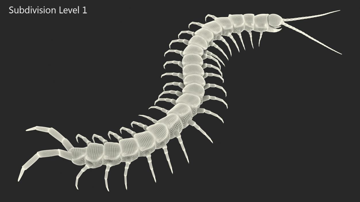 3D Scolopendra Subspinipes Mutilans Crawling