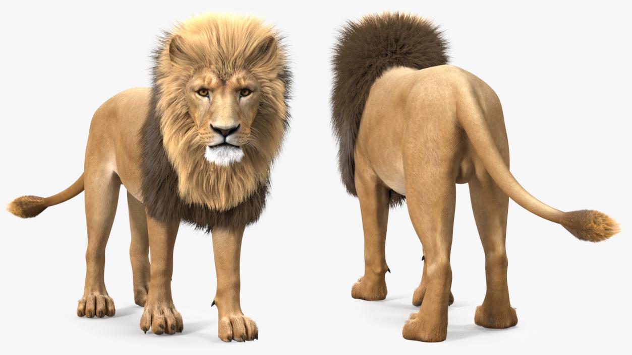 3D model Male Lion Fur Rigged