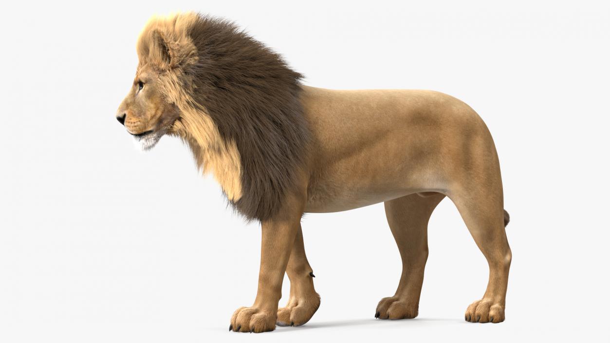 3D model Male Lion Fur Rigged