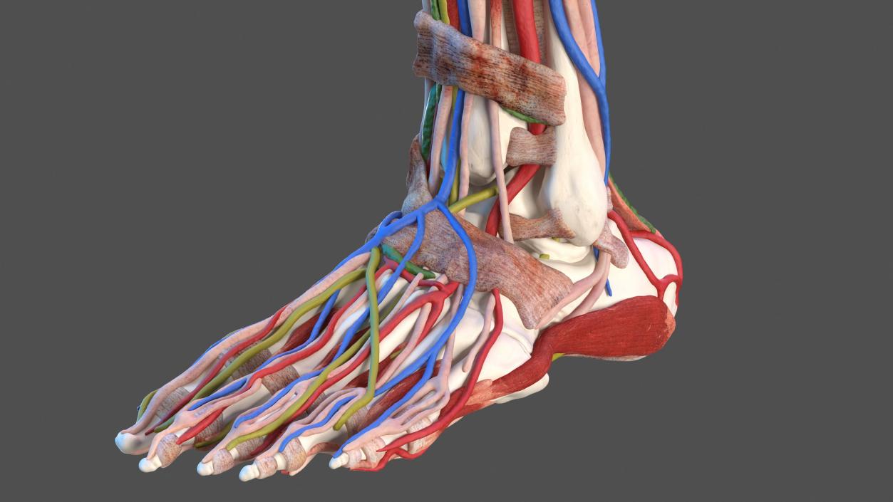 3D model Male Leg Full Anatomy and Skin