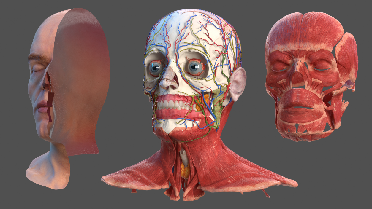3D Anatomical Male Head Model with Neck