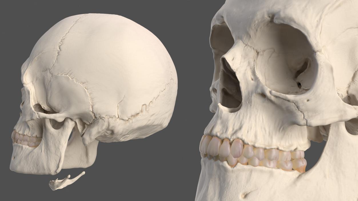 3D Anatomical Male Head Model with Neck