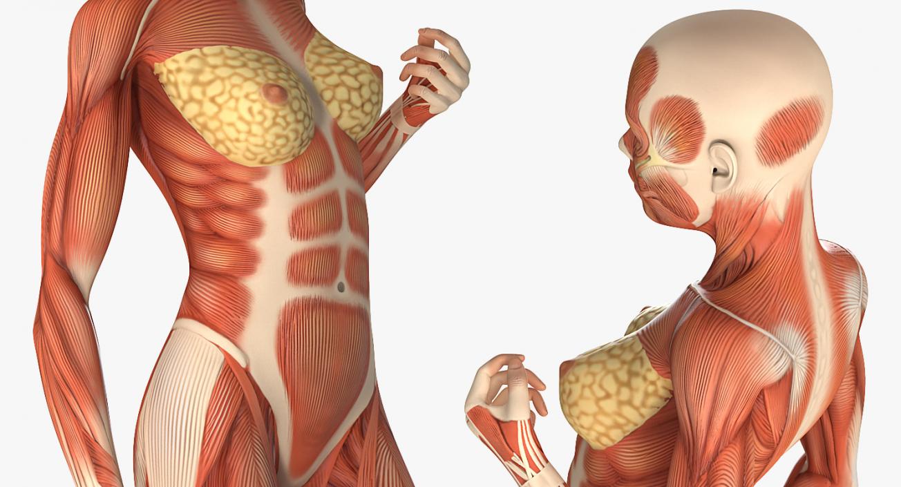3D Female Human Muscles Anatomy model