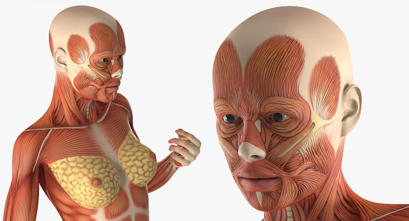 3D Female Human Muscles Anatomy model
